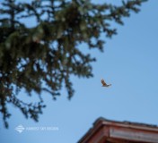 20210701PrairieOasis00005